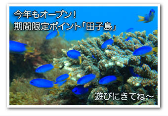 今年もオープン! 期間限定ポイント「田子島」 今年もオープン! 期間限定ポイント「田子島」