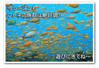今シーズンもフトネの魚群は絶好調! 今シーズンもフトネの魚群は絶好調!